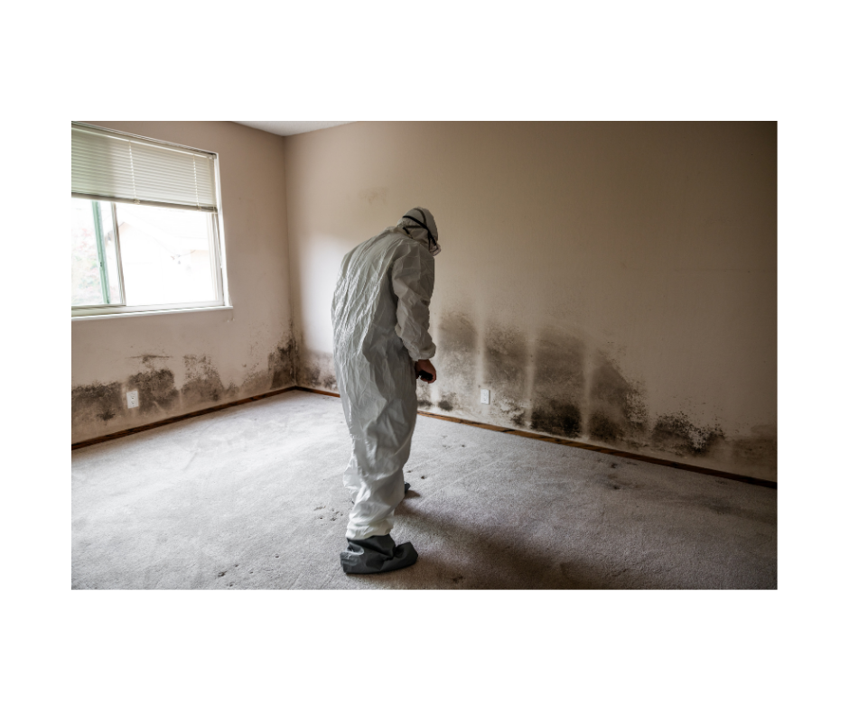 Mold remediation crew at work